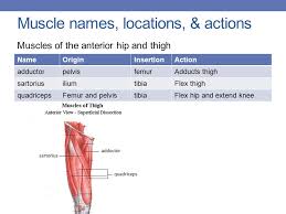 • location of origin & insertion. Muscle Names Movement Ppt Download