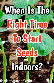 How To Know When The Right Time To Start Vegetables Seeds Indoors Find Out When You Should Plant Vegetable Seed When To Plant Cucumbers When To Plant Seeds