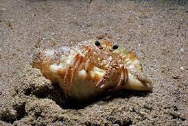 What To Do If Your Hermit Crab Loses A Leg