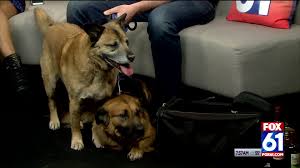 Get personalized care backed by the nation's most trusted pet boarding network. Paws Pet Resort Spa In Cheshire To Host Adoption Event On May 18 19 Fox61 Com