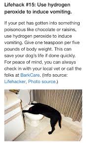 Use Hydrogen Peroxide To Induce Vomiting In Your Dog If He Has Eaten Something Poisonous One Teaspoon Per 5 Lbs Of Weight S Cat Drinking Dog Life Youtube Cats