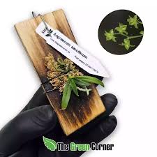 Image result for Angraecum sacciferum