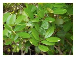 Image result for Xylocarpus