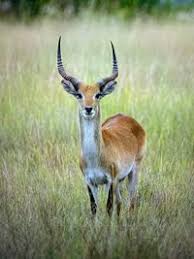 Image result for Trichoneura grandiglumis