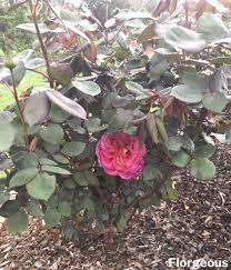 We did not find results for: The A Z List Of Rose Names And Classifications With Pictures Florgeous