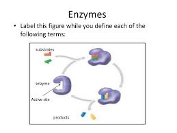 The enzyme converts the substrate to a detectable product. Ppt Sb1b Enzymes Sb1c Macromolecules Test Review Powerpoint Presentation Id 6991865