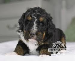 Yorkshire terrier dachshund beagle australian shepherd boston terrier border collie bichon frise rottweiler english bulldog corgi miniature schnauzer. What Is A Mini Bernedoodle Mini Bernedoodle Puppies