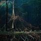Future Forest event image