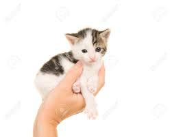 Single Hand Holding A Three Weeks Old Baby Cat On A White Background Seen From The Side Stock Photo Picture And Royalty Free Image Image 89119141
