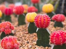I decided to share what i learned in this article. 22 Lovely Flowers Ideas In 2021 Flowers Flower Images Planting Flowers
