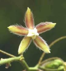 Image result for Cephalocroton mollis