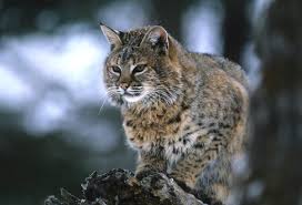 Other families in carnivora include the of the six north american cats listed below, only the bobcat, puma, and canada lynx are found in significant numbers in the united states and canada. In The Land Of Lincoln Lawmakers Smear North American Bobcat A Humane World
