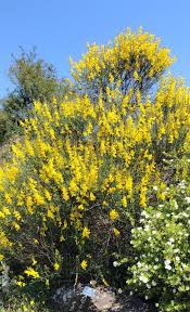 Image result for Schoenoxiphium sparteum