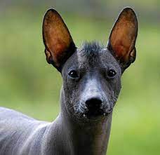 Xolo Breed Varieties The Many Different Types Of A Xoloitzcuintli