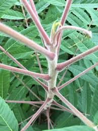 Image result for Anacardiaceae