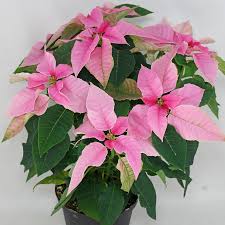 Image result for Euphorbia pulcherrima