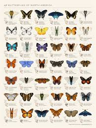 an animated chart of 42 north american butterflies