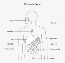 Maybe you would like to learn more about one of these? It Is Part Of The Digestive System Which Extends From Digestive System Diagram Showing The Mouth Oesophagus Free Transparent Png Download Pngkey