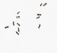 when ants march into your home, send