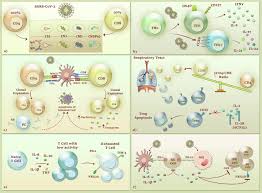 I only say it when its reached a certain threshold, when not saying it felt heavier than the weight that seemed to burden my heart nowadays. The Contributory Role Of Lymphocyte Subsets Pathophysiology Of Lymphopenia And Its Implication As Prognostic And Therapeutic Opportunity In Covid 19 Sciencedirect