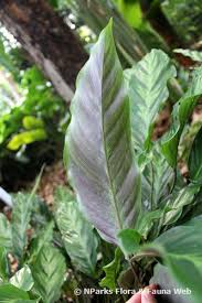 Image result for Albertisia