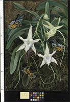 Image result for Coleotrype natalensis