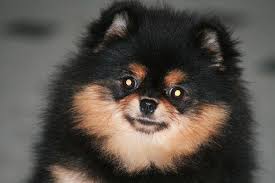 Black And Brown Pomeranian Dog Black And Tan Pomeranian Puppy Displaying 17 Gallery Images For Black And Tan Pomeranians Black And Tan Pomeranian Dog Mom