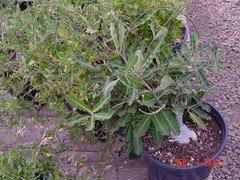 Image result for Raphionacme flanaganii