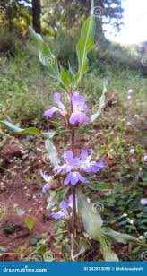 Image result for Hygrophila schulli