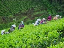 Nah, kamu bisa memilih kebun teh cipasung ini sebagai destinasi wisata kamu, guys. Kebun Teh Cipasung Majalengka Indonesia Review