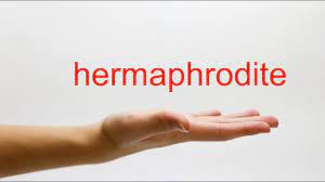 Learn how to pronounce the word hermaphroditism.definition and meaning can be found here: How To Pronounce Hermaphrodite American English Youtube