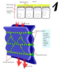 What are the types of cell junctions. Pascual Meseguer On Twitter Types Of Apical Cell Junctions 1 Zonula Occludens Or Tight Junction 2 Zonula Adherens 3 Macula Adherens Or Desmosome Https T Co I7dig2lbeo Twitter