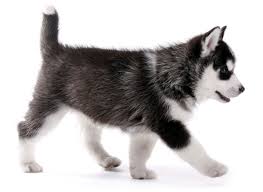 Husky is a general name for sled dogs with a fast pulling style that includes several specific breeds such as the siberian husky, labrador husky and sakhalin husky. Siberian Husky Puppies For Sale Breeders In Florida Fl