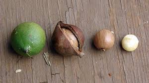 Image result for Macadamia aff. integrifolia