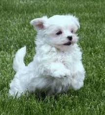 These maltese puppies located in georgia come from different cities, including, atlanta. Maltese Puppies For Sale In Georgia Zoe Fans Blog Maltese Puppy Maltese Dog Breed Maltese Dogs