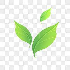 Green Tea Leaves Green Tea Tea Culture Png Transparent Clipart Image And Psd File For Free Download Leaf Clipart Watercolor Leaves Watercolor Plants