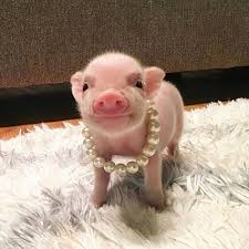 Ameriedetroit S Finest Cute Baby Pigs Cute Funny Animals Cute Piggies