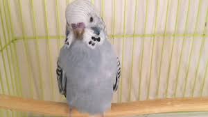 Lutino Df Cift Aldim Alir Almaz Yumurtladi Youtube