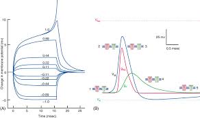 Proton Pump Modulators Affect Repolarization Kinetics. (A)... | Download  Scientific Diagram