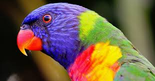 Read on for some hilarious trivia questions that will make your brain and your funny bone work overtime. What Kind Of Bird Should I Get Quiz Quizony Com