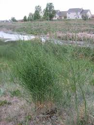 Current facts wild asparagus, botanically known as asparagus officinalis, is the same species as the common cultivated asparagus or garden asparagus. Asparagus Legend Made Real Wild Food Girl