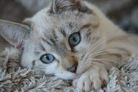 How long do cats live? How Long Do Cats Live Cat Lifespan Age Guide Vets Now