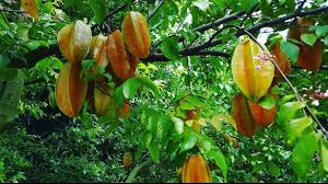 Learn all about the amazing star fruit tree (carambola tree).eatyourbackyard (eyby) youtube channelplease don't forget to subscribe! Grow Starfruit Greenlife By Shamus O Leary