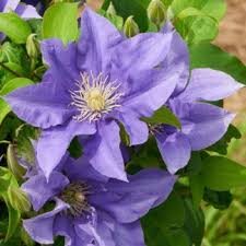 Check spelling or type a new query. Clematis Nubia Evipo079 N Boulevard Ve 15 Jungpflanzen Gartentrends