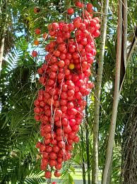 Image result for Aiphanes horrida