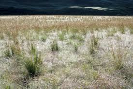 Image result for Diheteropogon filifolius