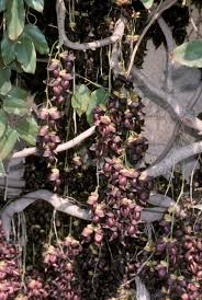 Image result for Mucuna