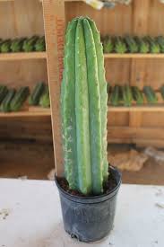 Recommend should carry other more hard to find cactus. 14 San Pedro Ideas San Pedro San Pedro Cacti Cactus