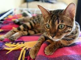 1 jahr alte reinrassige bengalkatze wir müssen uns leider von unserer katze trennen da wir leider keine zeit. Bengal Katze Preis 600 2 000