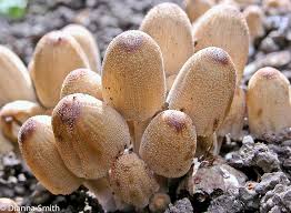 Image result for Coprinus micaceus
